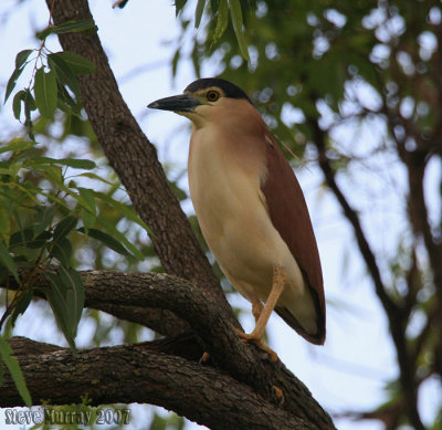 Nankeen Night Heron (Nycticorax caledonicus australasiae)