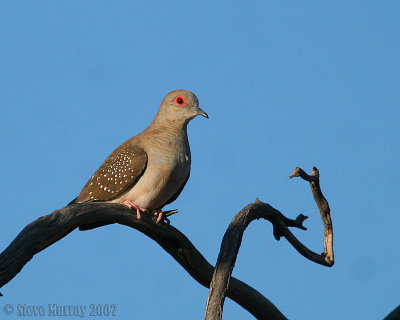 Diamond Dove (Geopelia cuneata)