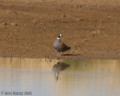 Flock Bronzewing (Phaps histrionica)