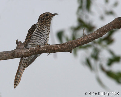 Brush Cuckoo (Cacomantis variolosus)