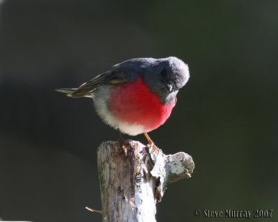 Rose Robin (Petroica rosea)