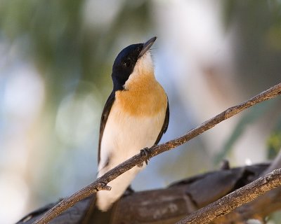 Restless Flycatcher (Myiagra inquieta)