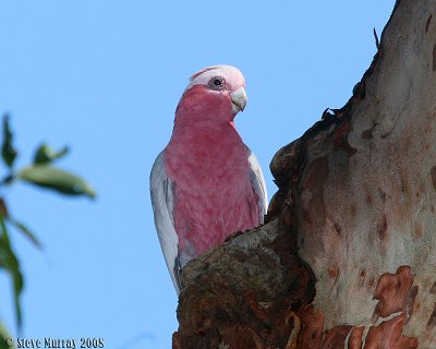 Galah (Eolophus roseicapilla albiceps)