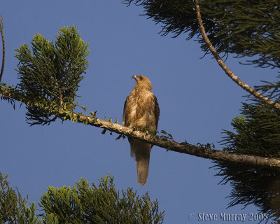 Whistling Kite (Haliastur sphenuris)