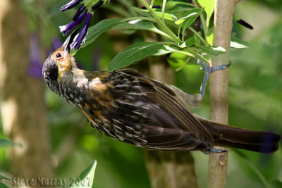 Macleays Honeyeater (Xanthotis macleayana)