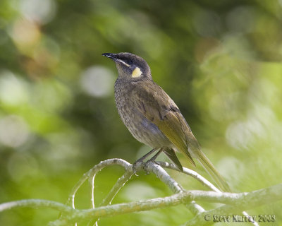 Lewin's Honeyeater (Meliphaga lewinii)