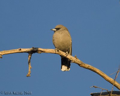 Black-faced Woodswallow (Artamus cinereus melanops)