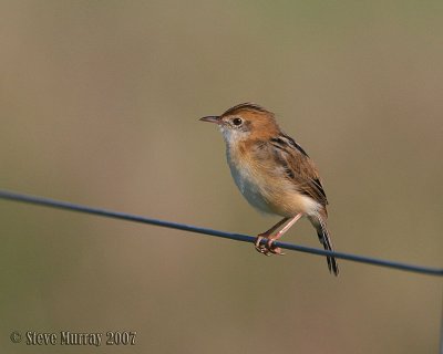 Golden-headed Cisticola (Cisticola exilis)