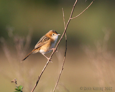 Golden-headed Cisticola (Cisticola exilis)