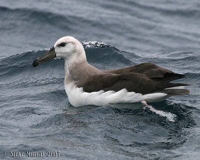 Black-browed Albatross (Thalassarche melanophris)