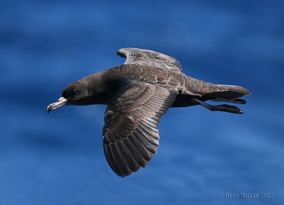 Flesh-footed Shearwater (Ardenna carneipes)