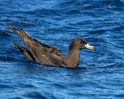 Flesh-footed Shearwater (Ardenna carneipes)