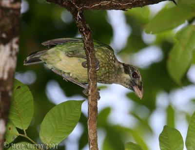 Spotted Catbird (Ailuroedus  maculosus)