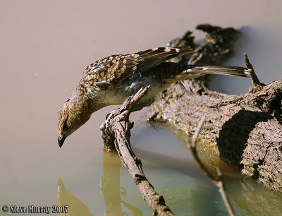 Spotted Bowerbird (Chlamydera maculata)