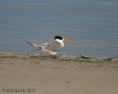 Lesser Crested Tern (Thalasseus bengalensis)