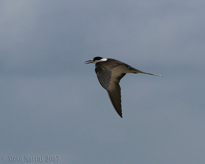 Sooty Tern (Onychoprion fuscata serratus)