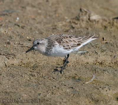 Red-necked Stint (Calidris ruficollis)