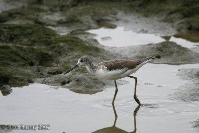 Common Greenshank