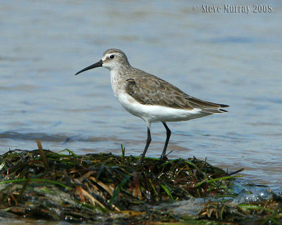 Curlew Sandpiper (Calidris ferriginea)