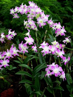 Singapore Botanics