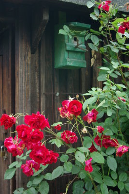 Ruths Roses
