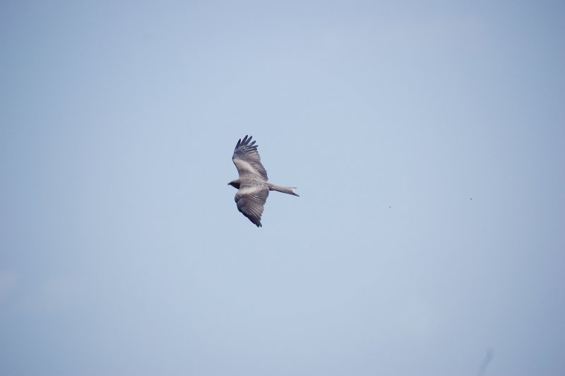 Black kite