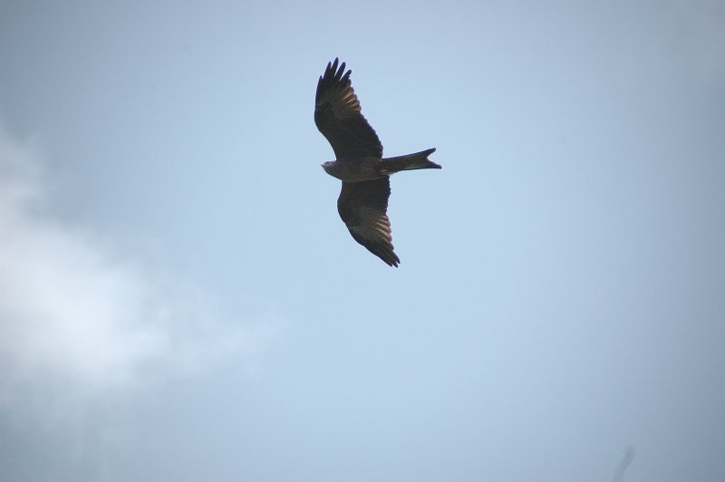 black kite