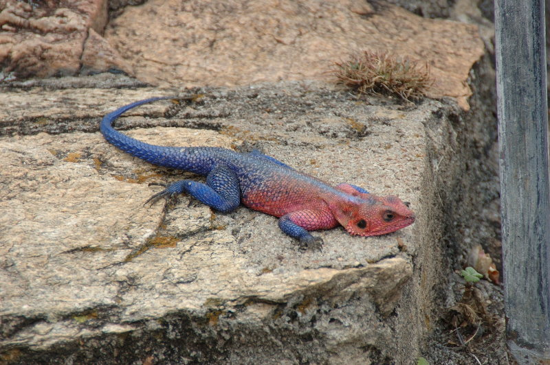 common agama