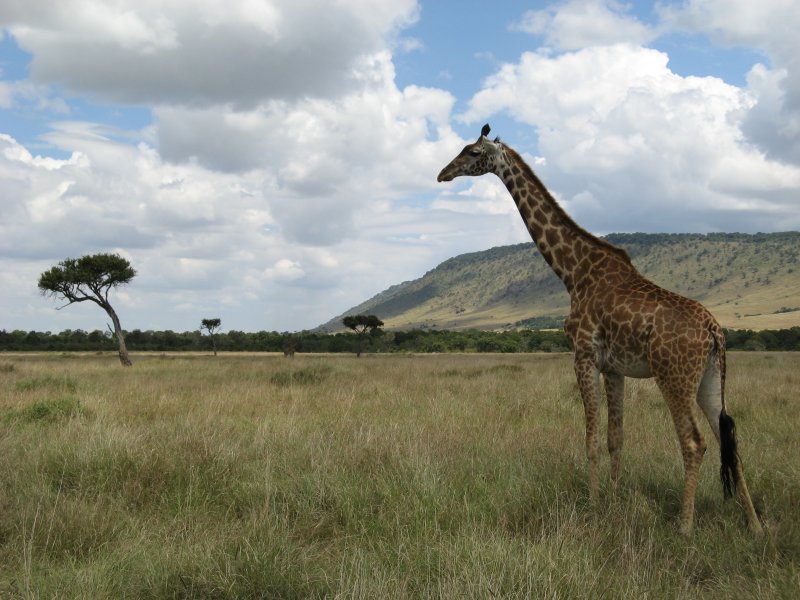 Kenia & Tanzania 2007