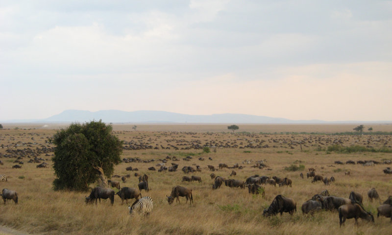 herd of wildebeests