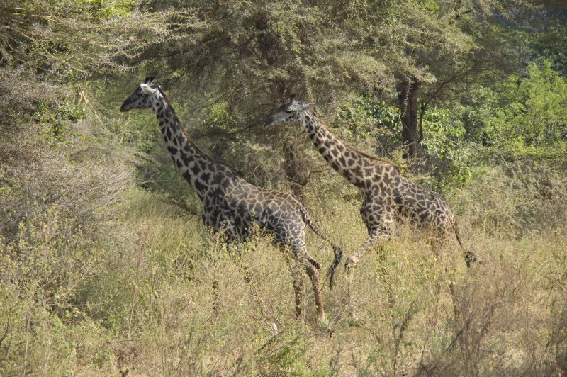 masai giraffe