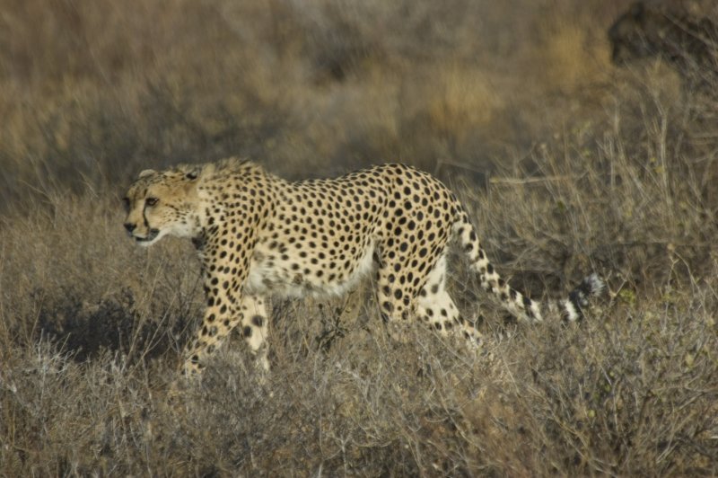 cheetah