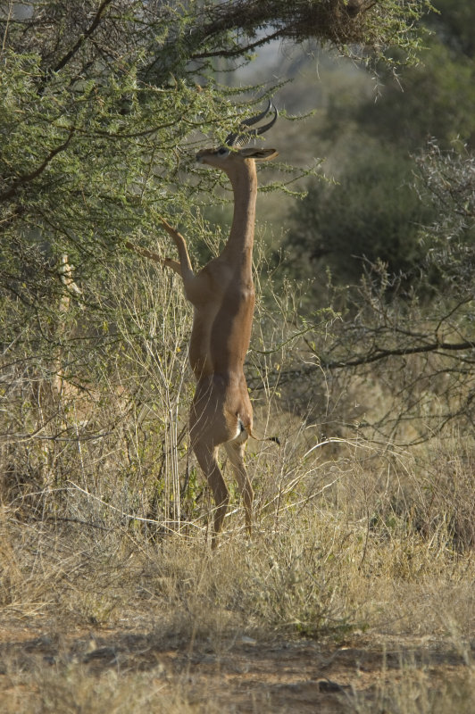gerenuk