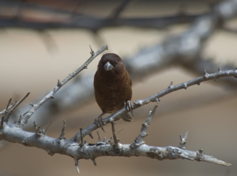 weaver