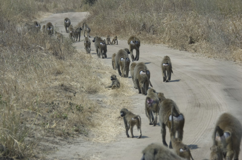 baboons