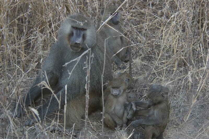 baboons