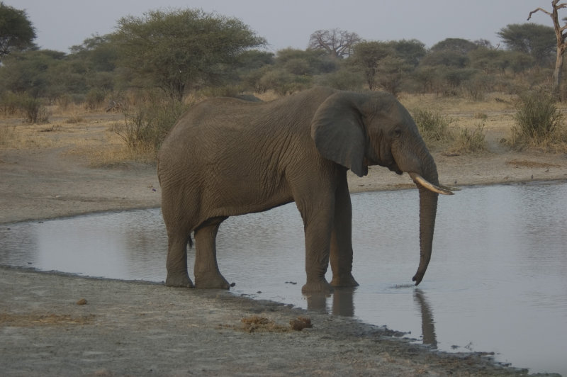elephant
