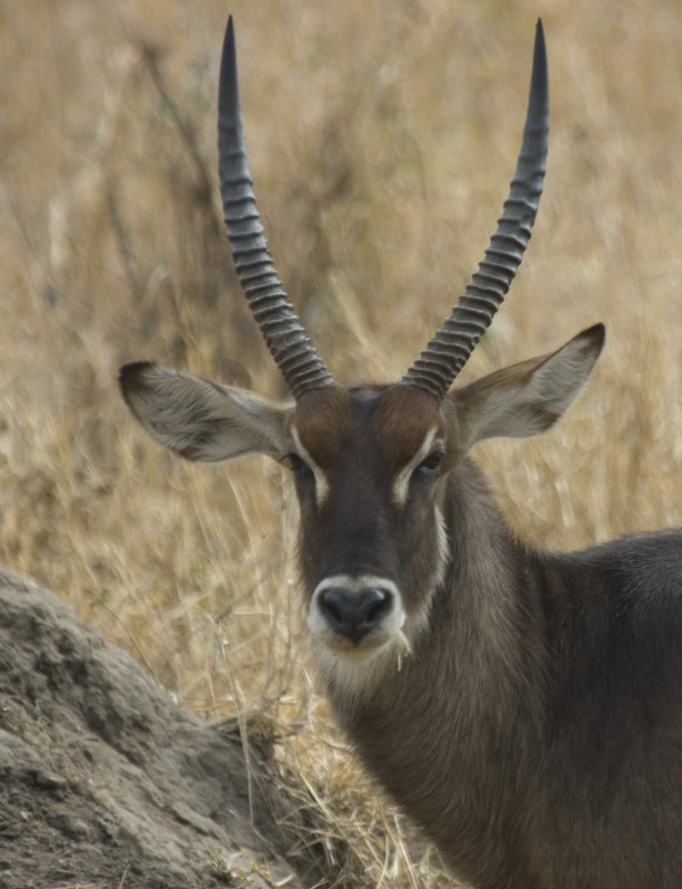 waterbuck