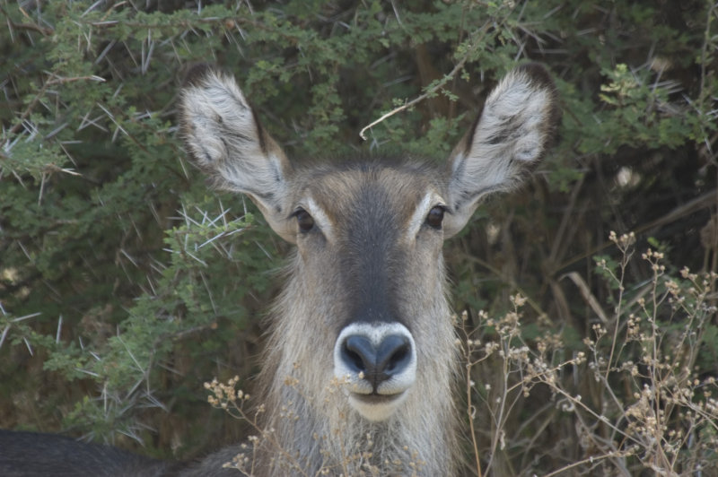 waterbuck