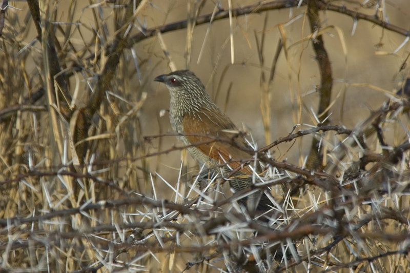 white-browed coucal