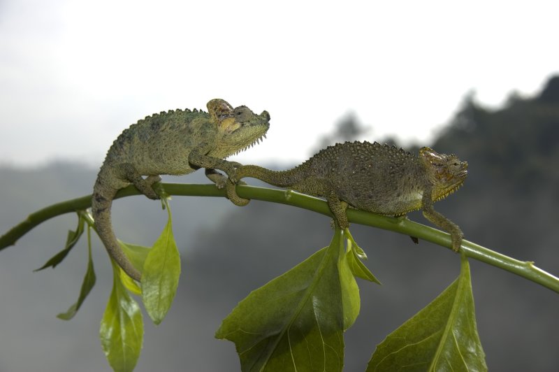 chameleon