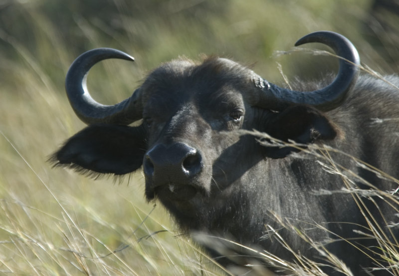 buffel