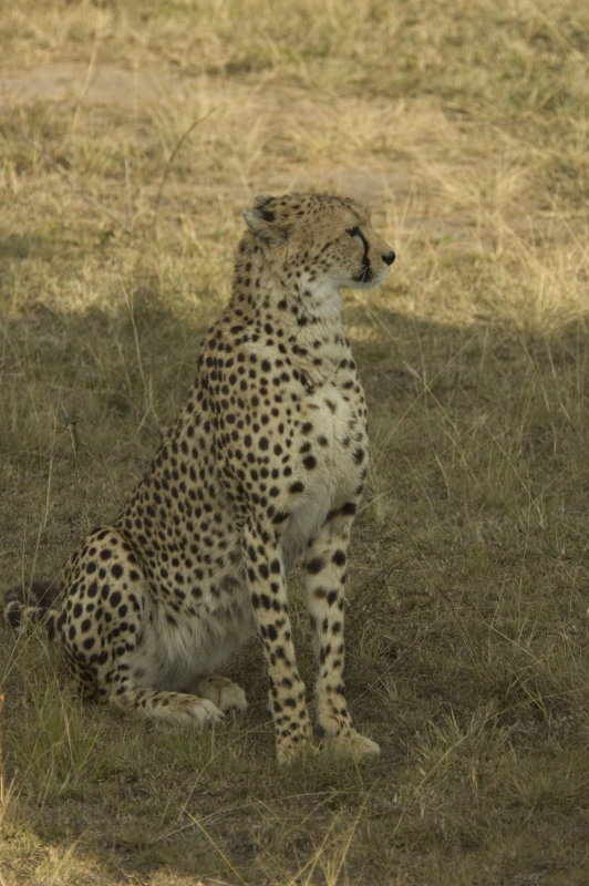 cheetah