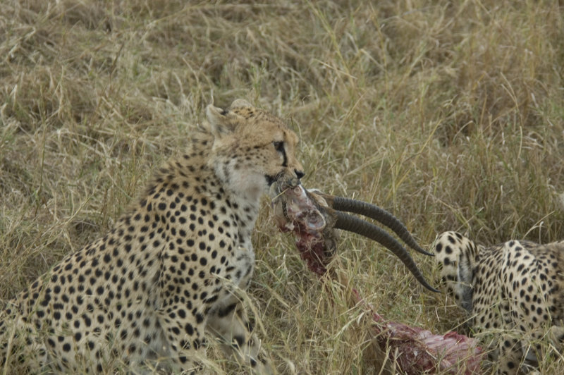 cheetah