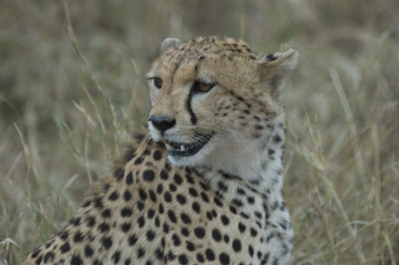 cheetah