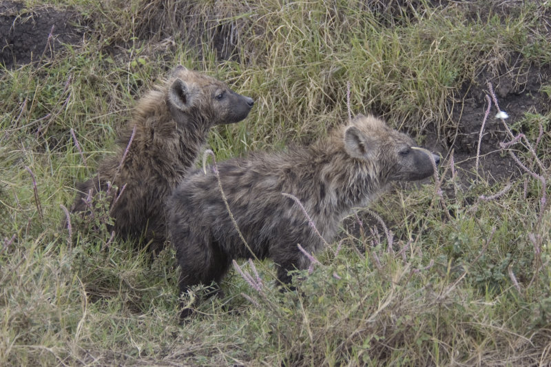 spotted hyena cubs