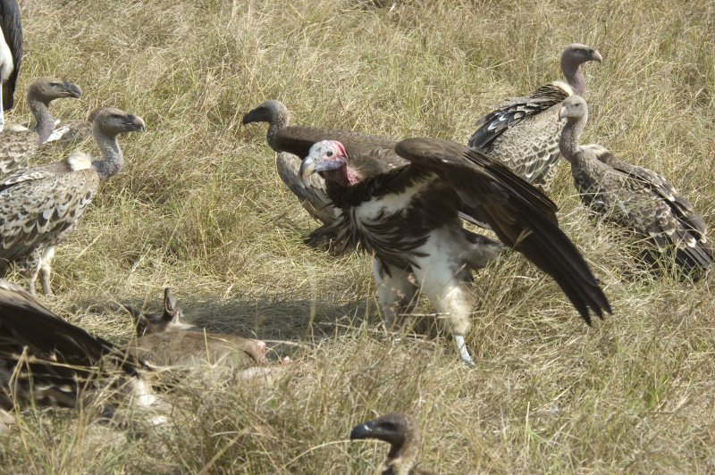 vulture