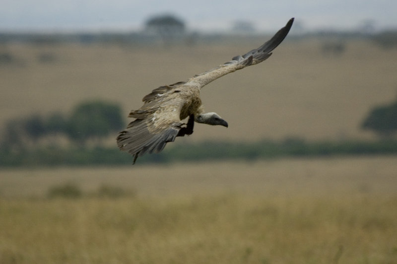 white-backed vulture