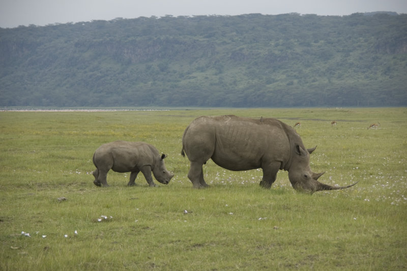  white rhino