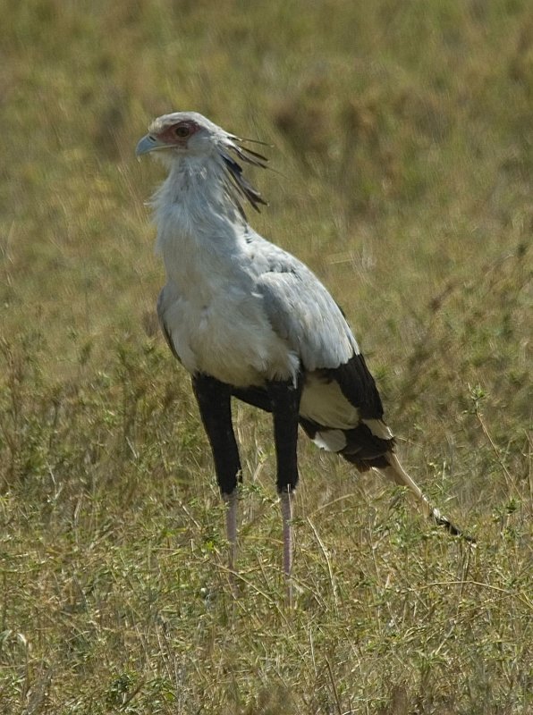 secretary bird